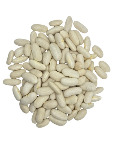 Haricot blanc